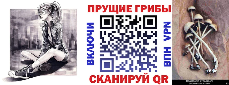 Галлюциногенные грибы Psilocybine cubensis  Яранск 